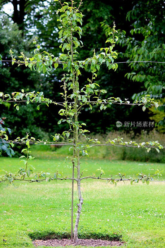 埃斯帕利耶苹果树在果园形象/装饰厨房蔬菜园